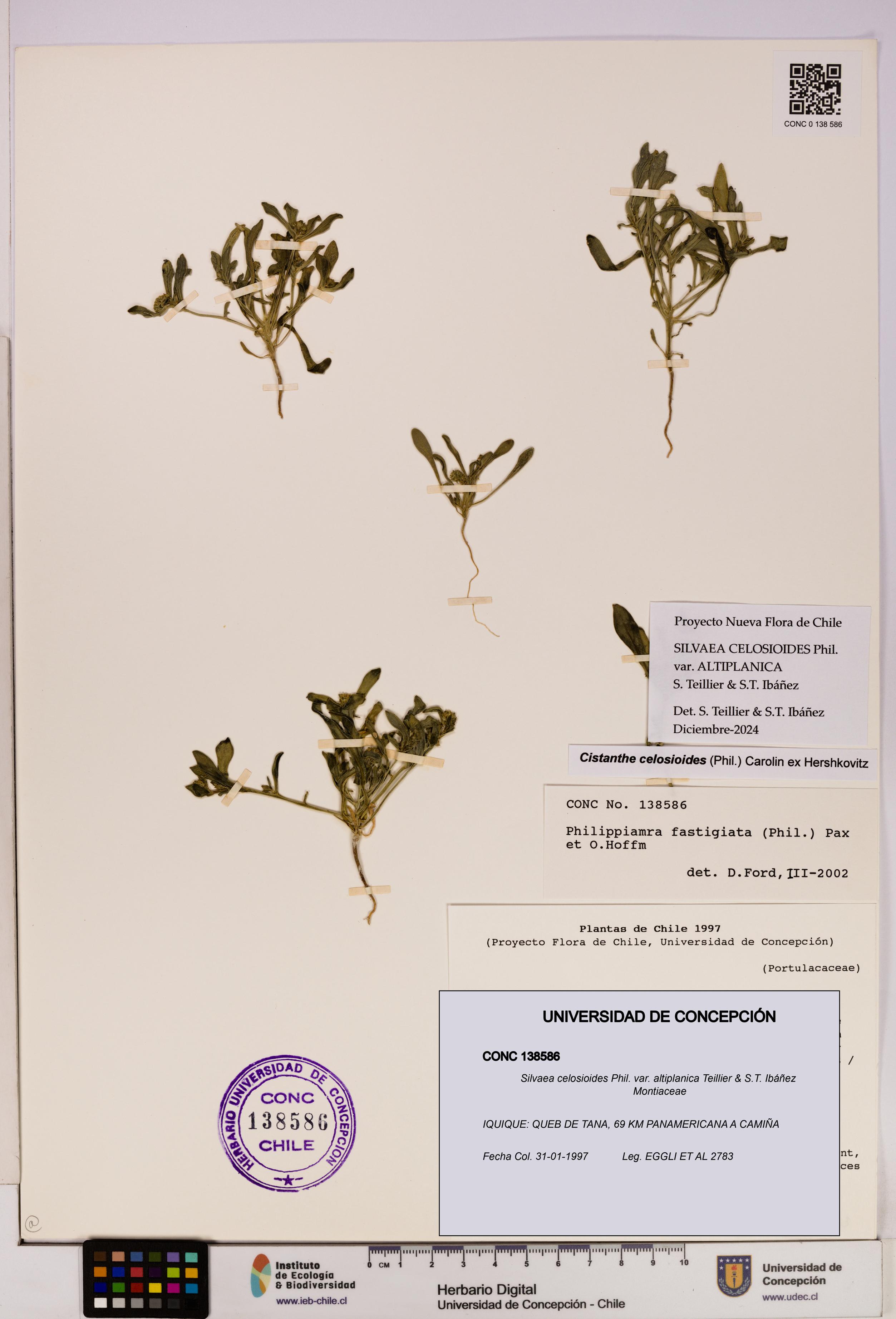 Silvaea celosioides var. altiplanica [Espécimen: UDEC:CONC:0138586]