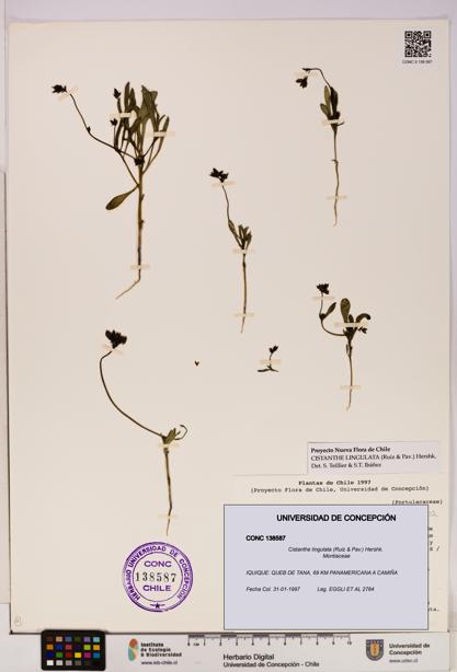 Cistanthe lingulata [Espécimen: UDEC:CONC:0138587]