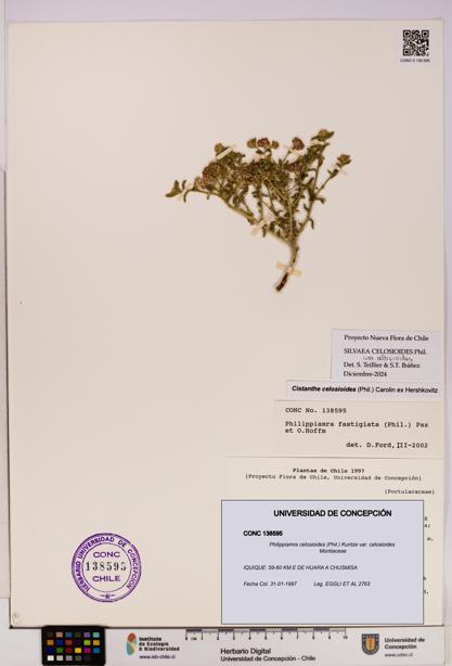 Philippiamra celosioides [Espécimen: ]