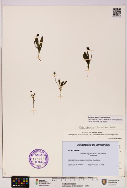 Cistanthe lingulata [Espécimen: UDEC:CONC:0138598]