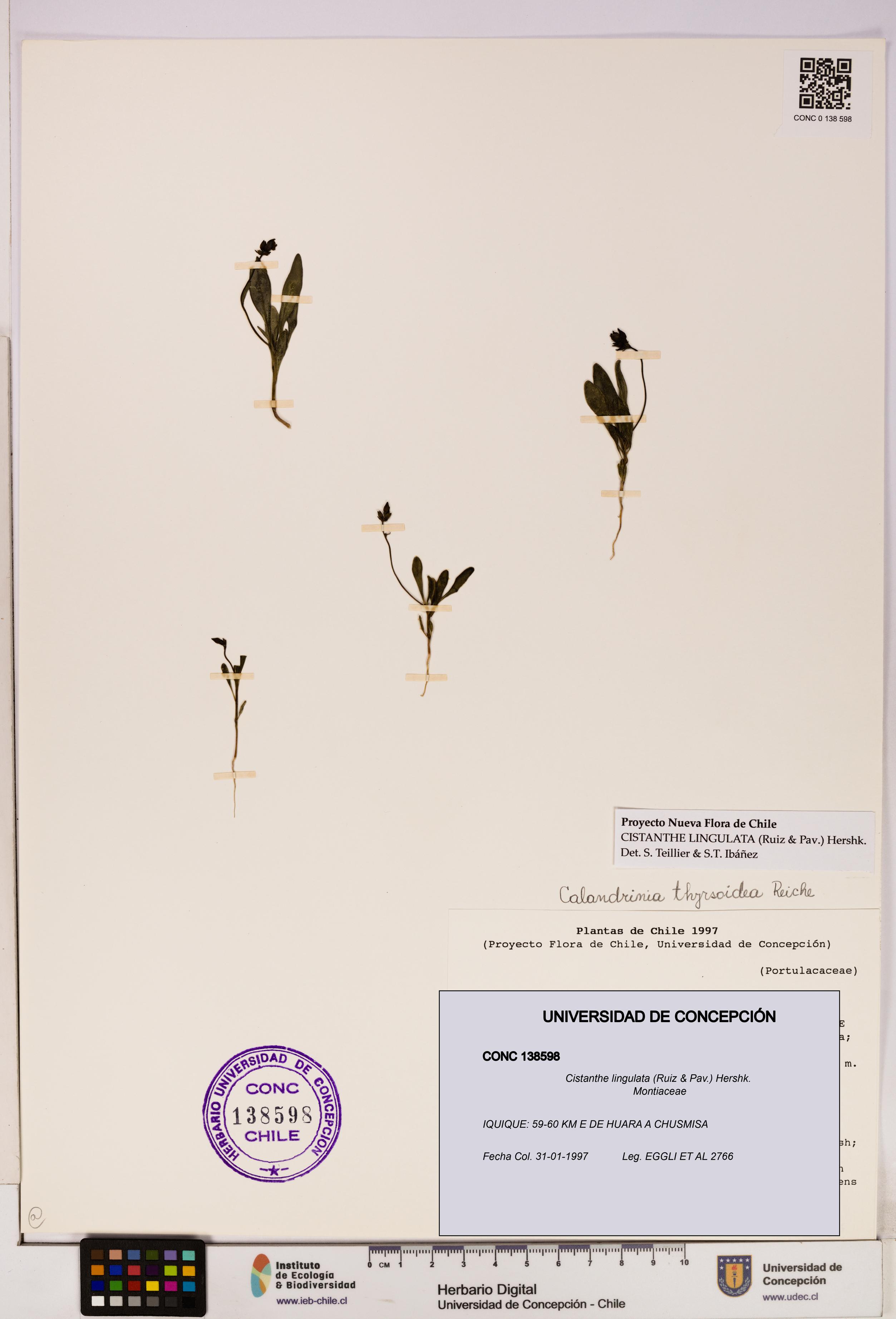 Cistanthe lingulata [Espécimen: UDEC:CONC:0138598]