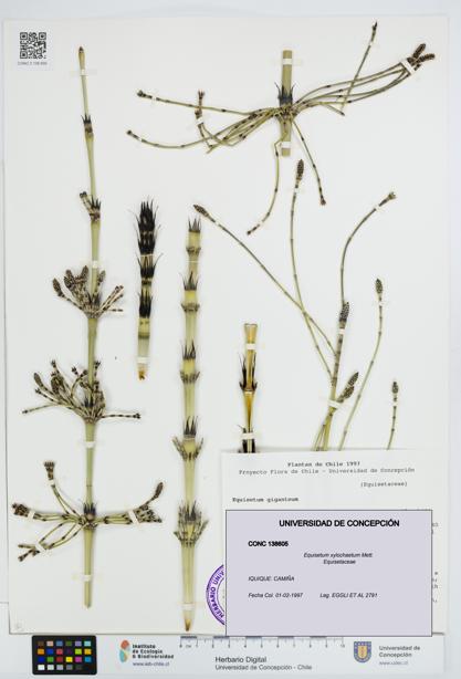 Equisetum xylochaetum [Espécimen: UDEC:CONC:0138605]