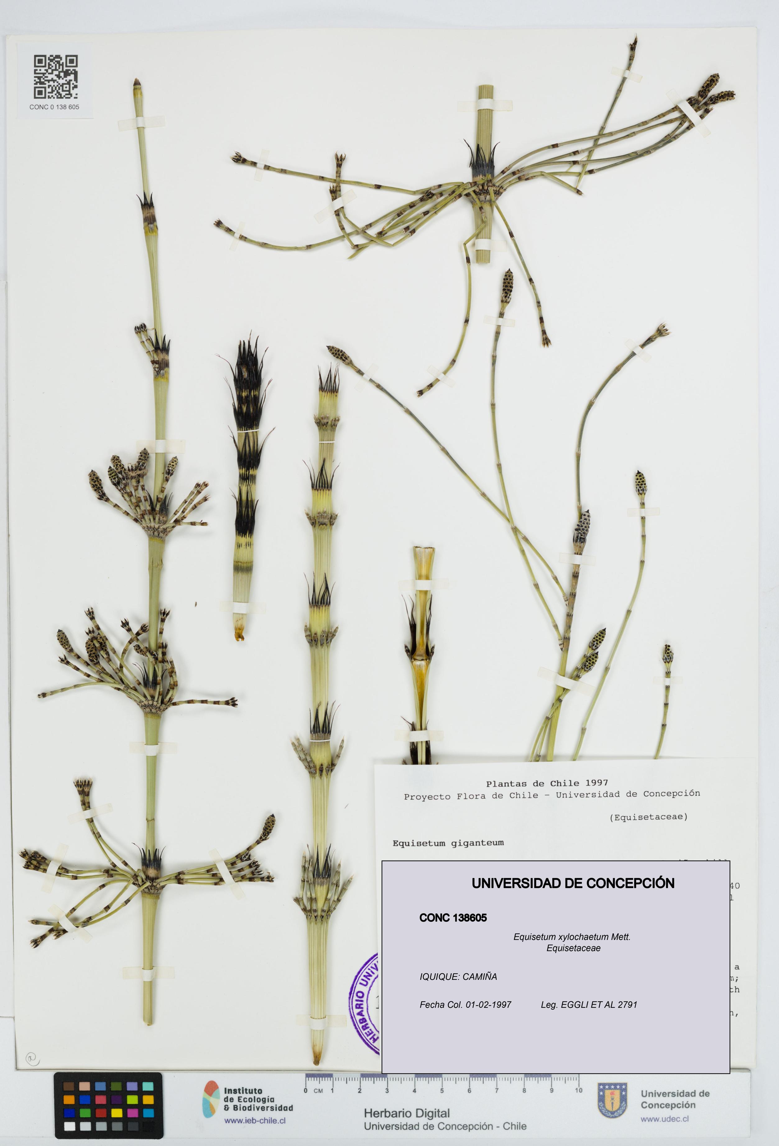Equisetum xylochaetum [Espécimen: UDEC:CONC:0138605]
