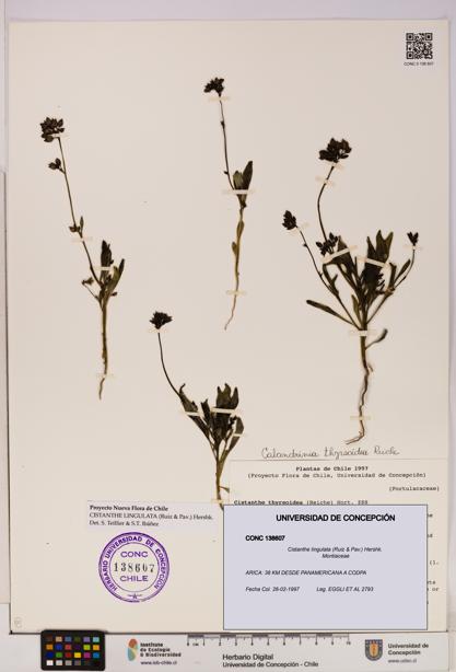 Cistanthe lingulata [Espécimen: UDEC:CONC:0138607]