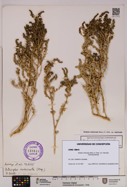 Atriplex imbricata [Espécimen: UDEC:CONC:0138610]