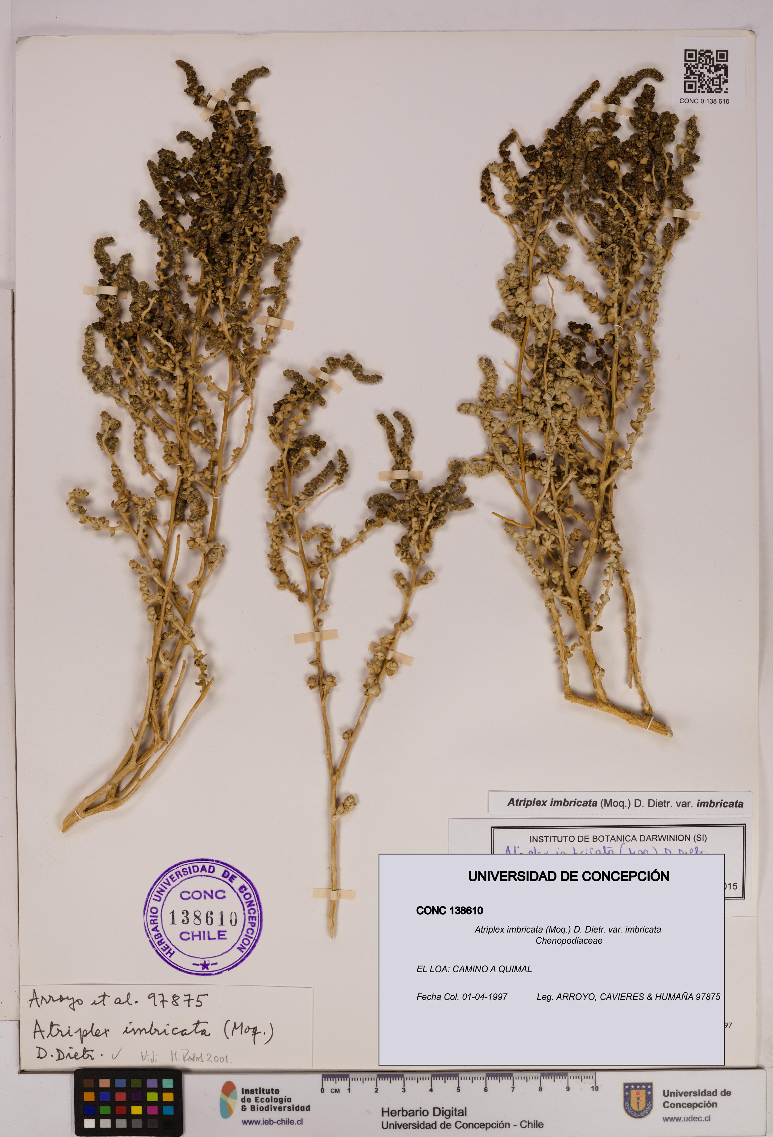 Atriplex imbricata [Espécimen: UDEC:CONC:0138610]