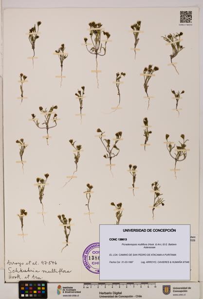 Picradeniopsis multiflora [Espécimen: ]