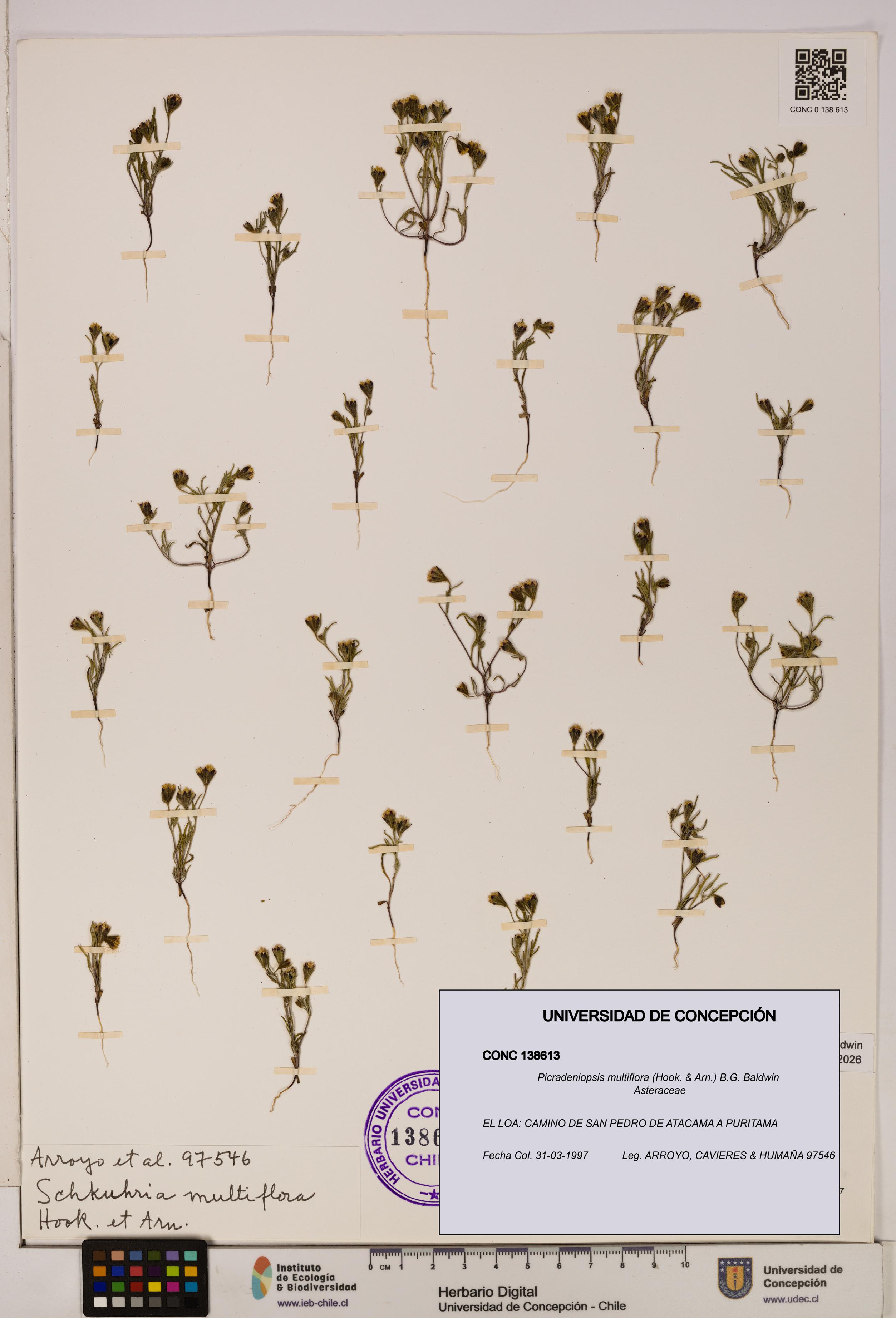 Picradeniopsis multiflora [Espécimen: ]
