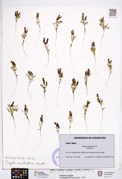 Tagetes multiflora [Espécimen: ]
