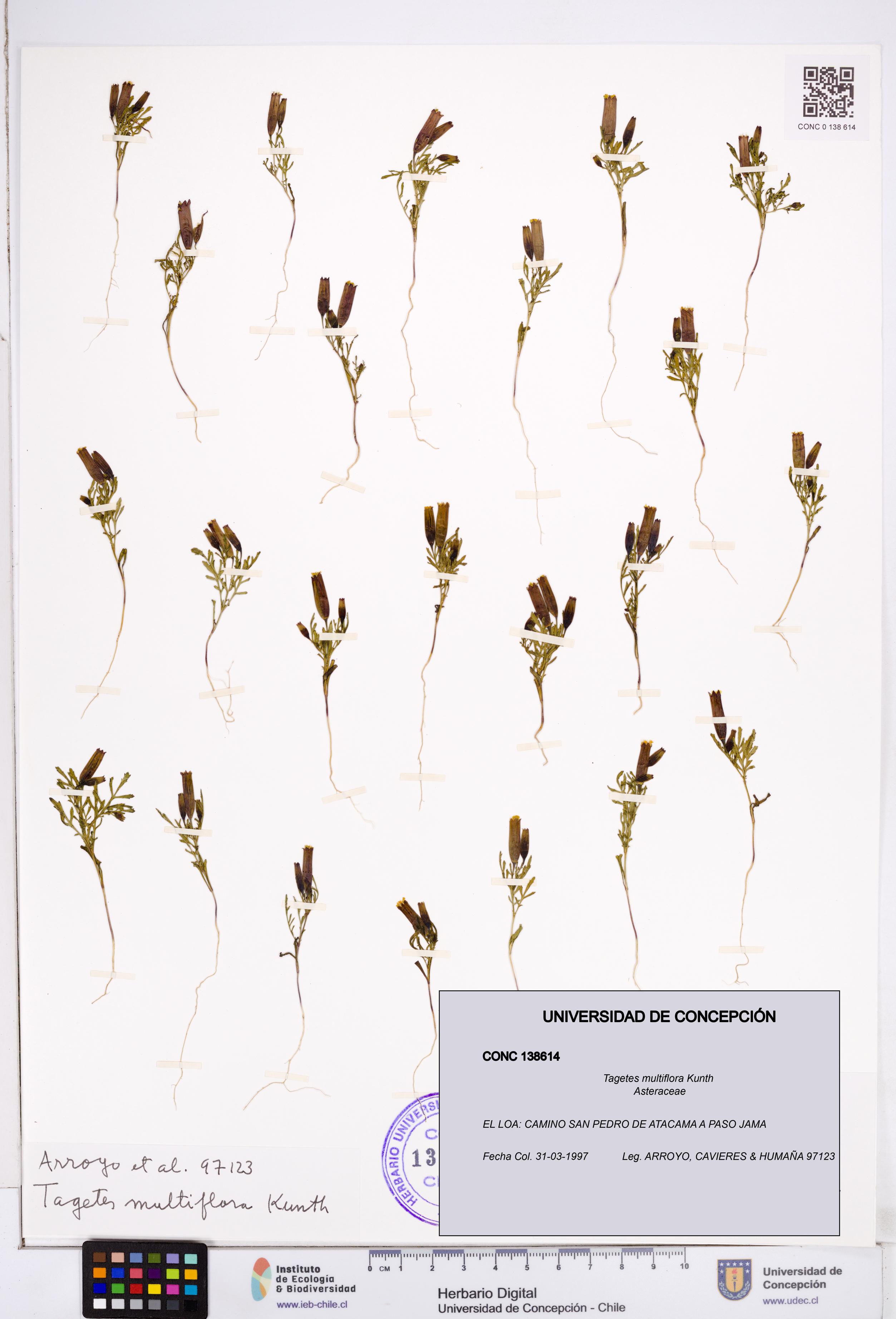 Tagetes multiflora [Espécimen: ]