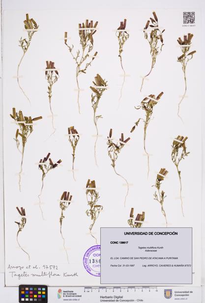 Tagetes multiflora [Espécimen: ]
