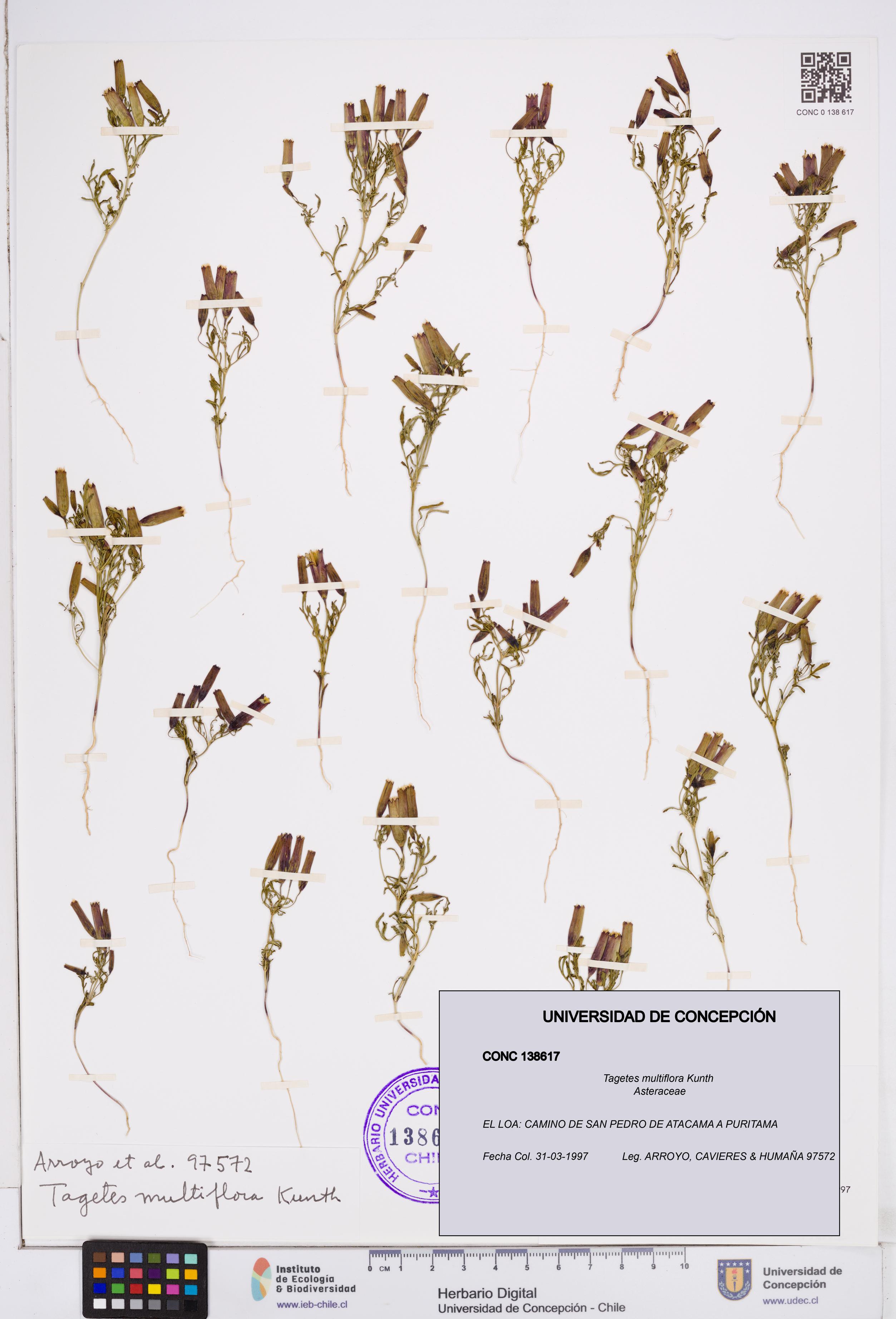 Tagetes multiflora [Espécimen: ]