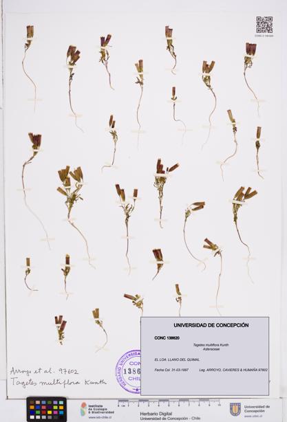 Tagetes multiflora [Espécimen: ]