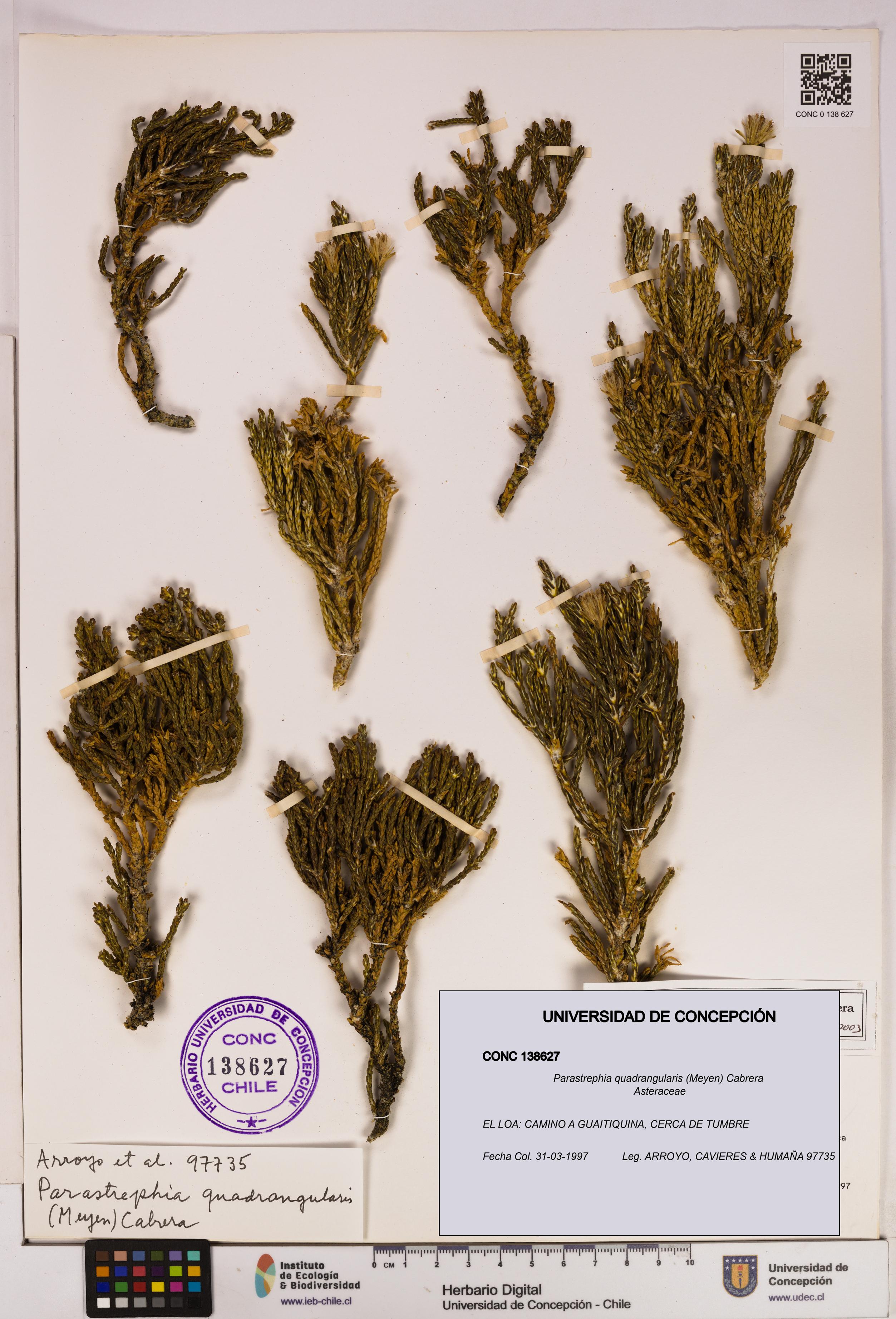 Parastrephia quadrangularis [Espécimen: UDEC:CONC:0138627]