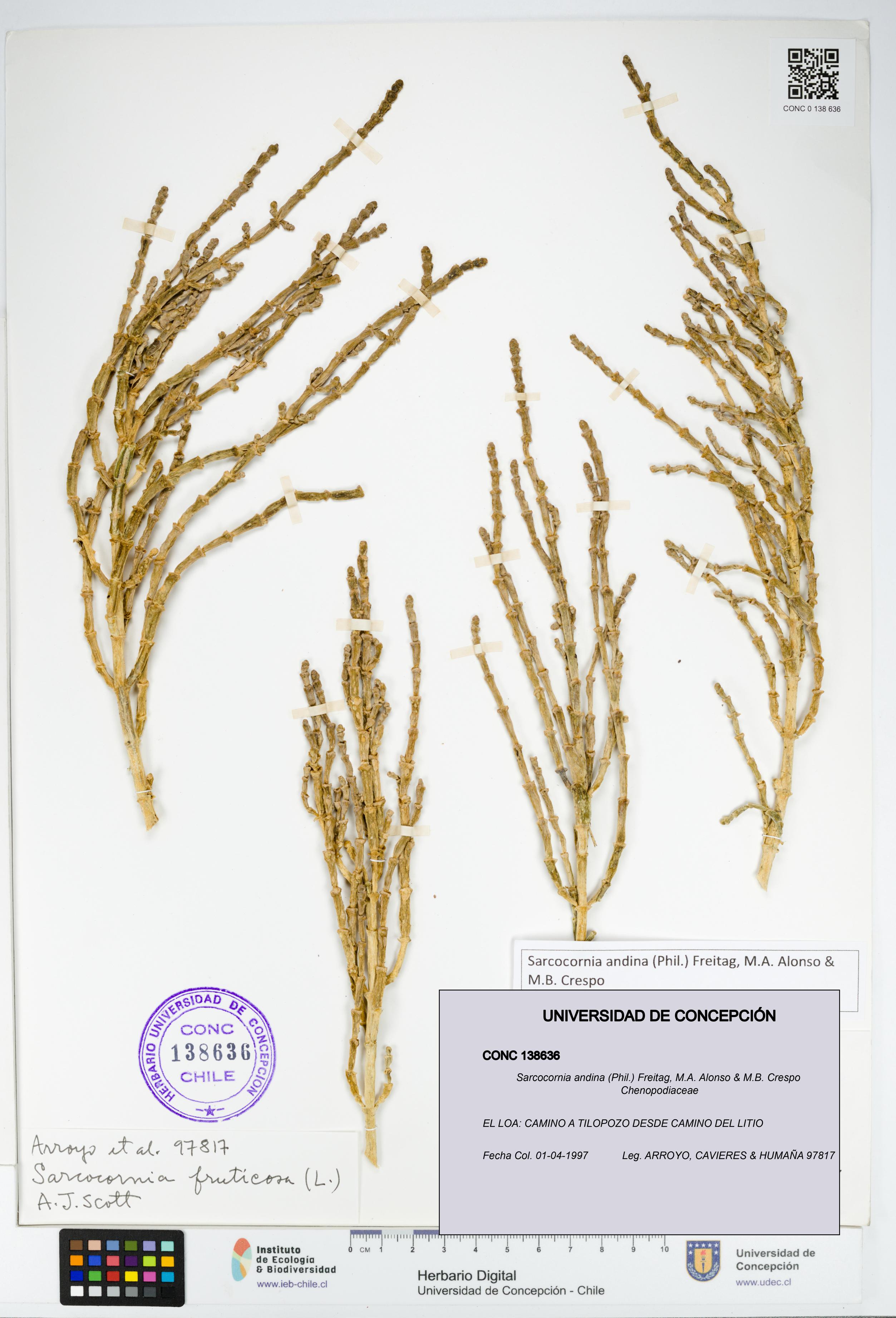 Sarcocornia andina [Espécimen: UDEC:CONC:0138636]