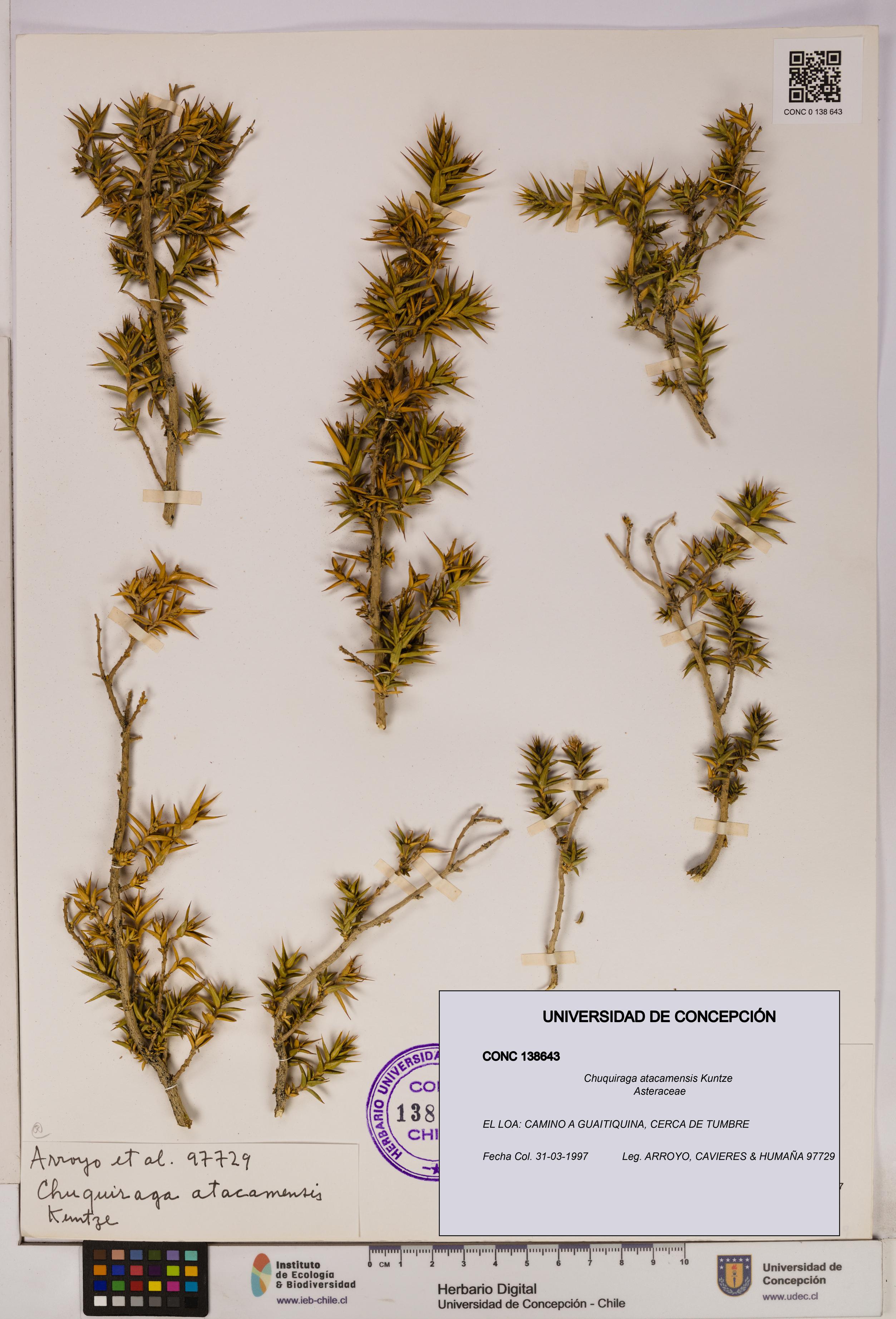 Chuquiraga atacamensis [Espécimen: UDEC:CONC:0138643]