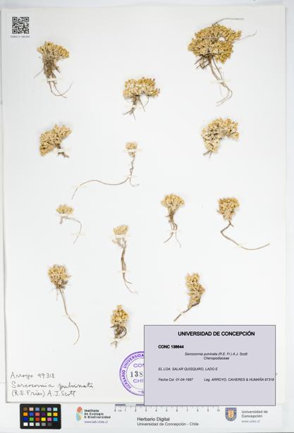 Sarcocornia pulvinata [Espécimen: UDEC:CONC:0138644]