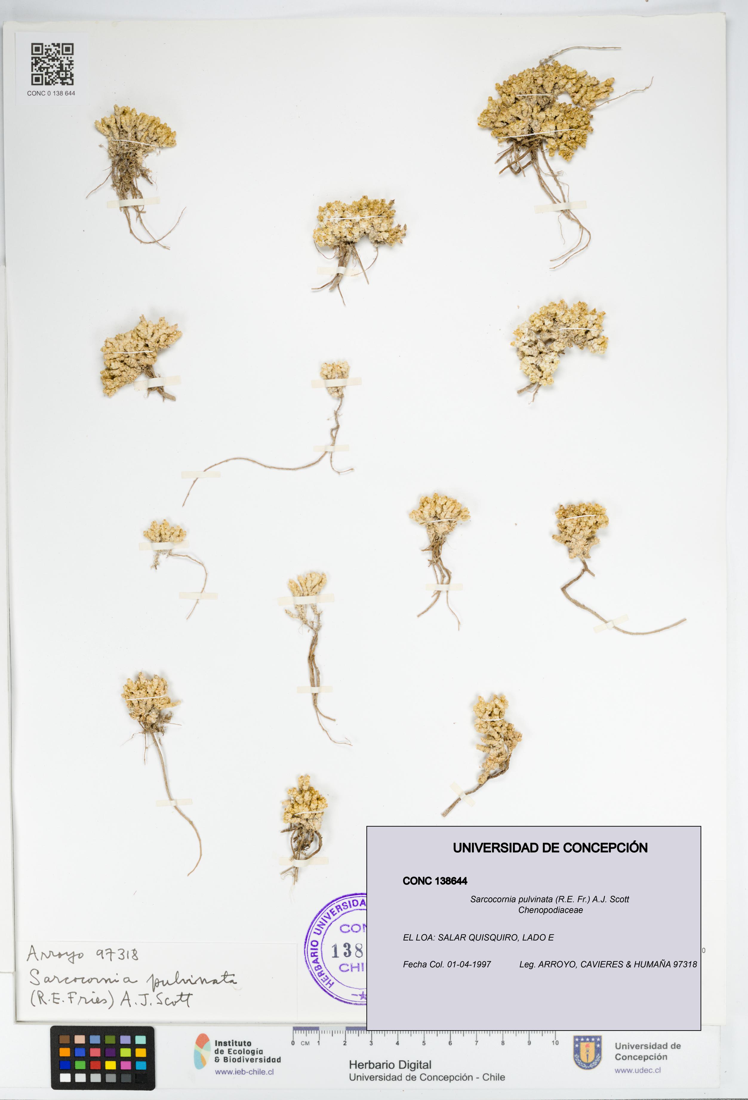 Sarcocornia pulvinata [Espécimen: UDEC:CONC:0138644]
