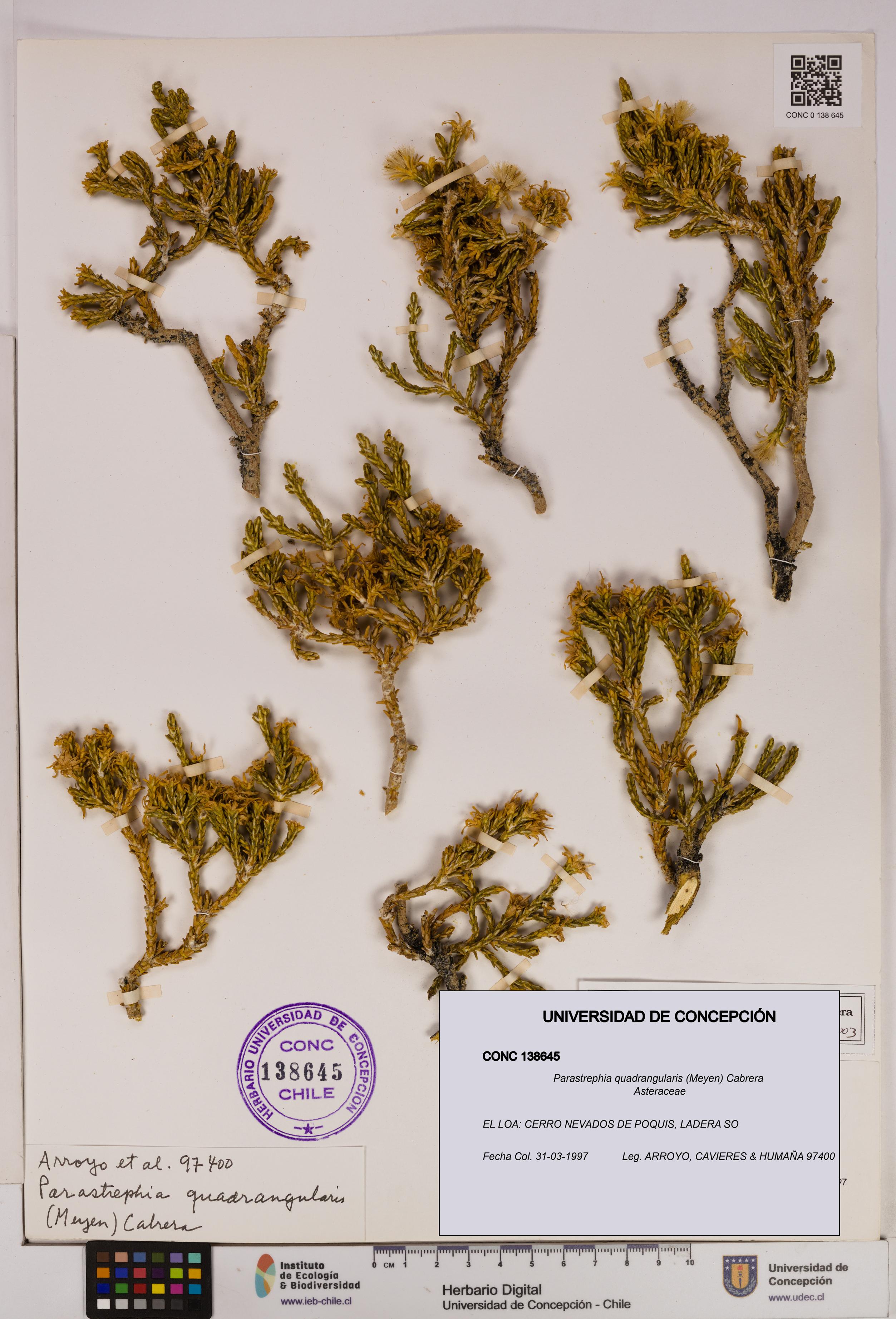 Parastrephia quadrangularis [Espécimen: UDEC:CONC:0138645]