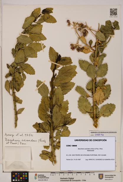 Baccharis scandens [Espécimen: UDEC:CONC:0138646]