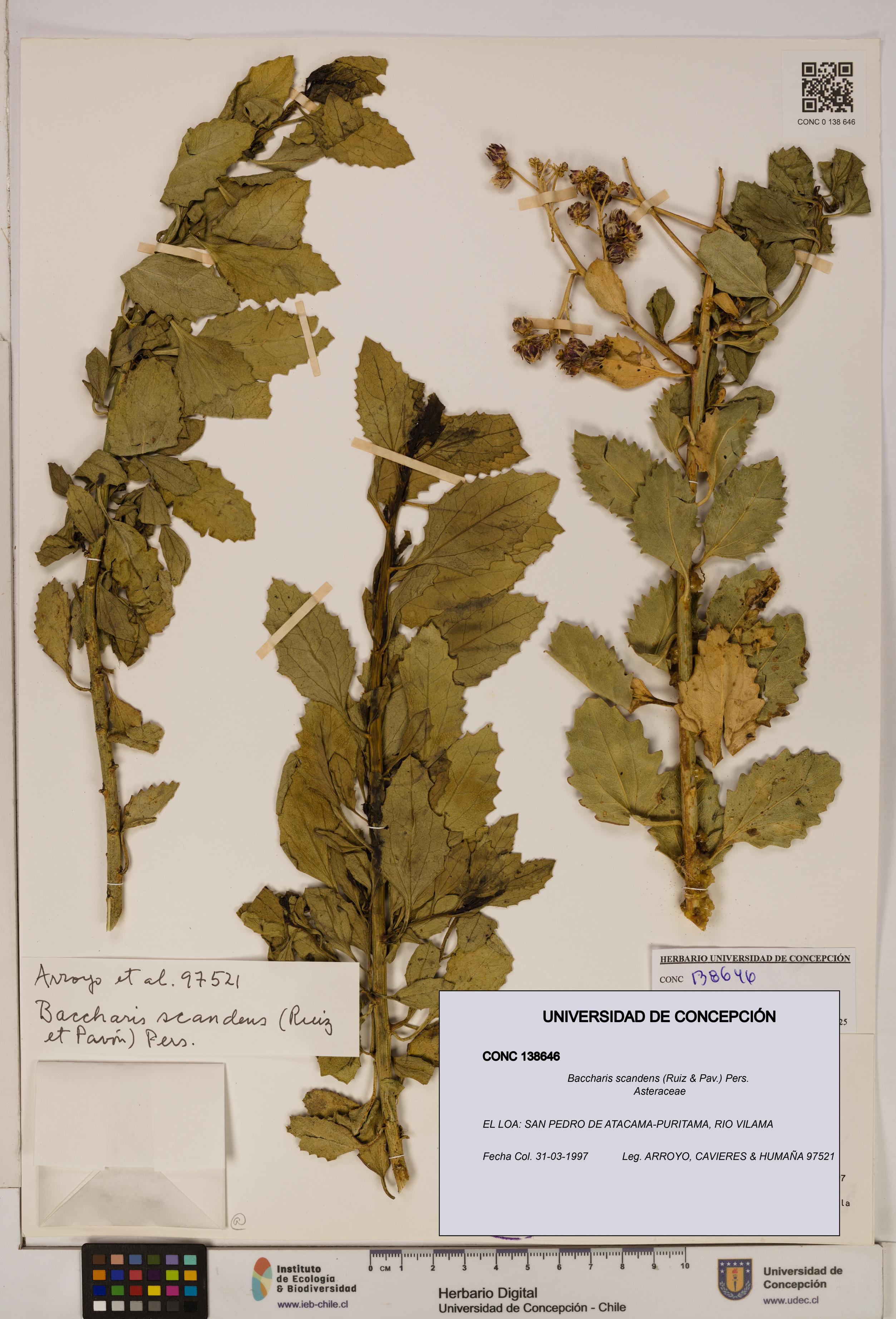 Baccharis scandens [Espécimen: UDEC:CONC:0138646]