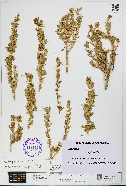 Artemisia copa [Espécimen: UDEC:CONC:0138654]