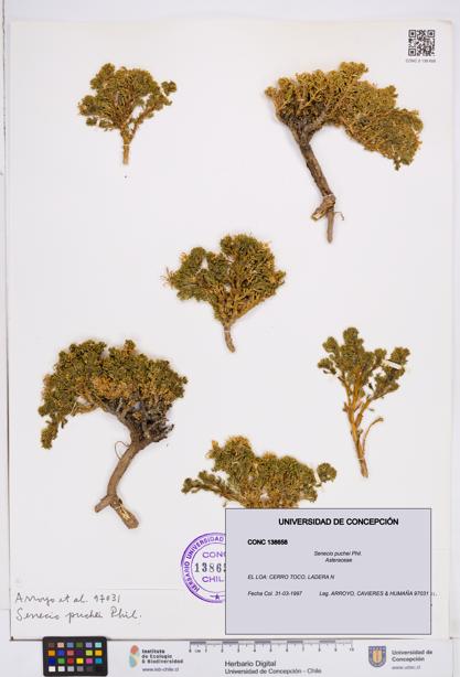 Senecio puchei [Espécimen: ]