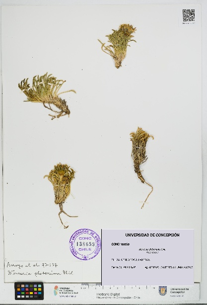 Werneria glaberrima [Espécimen: UDEC:CONC:0138659]