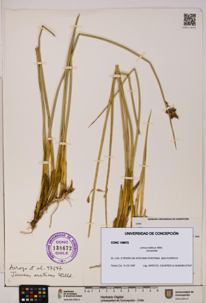 Juncus balticus [Espécimen: UDEC:CONC:0138672]