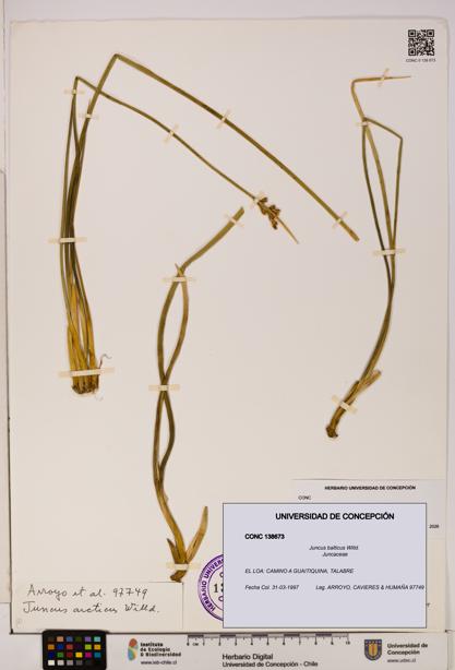 Juncus balticus [Espécimen: UDEC:CONC:0138673]