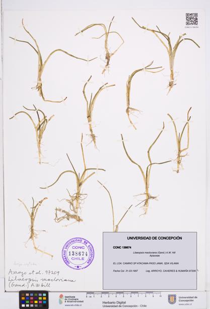 Lilaeopsis macloviana [Espécimen: ]