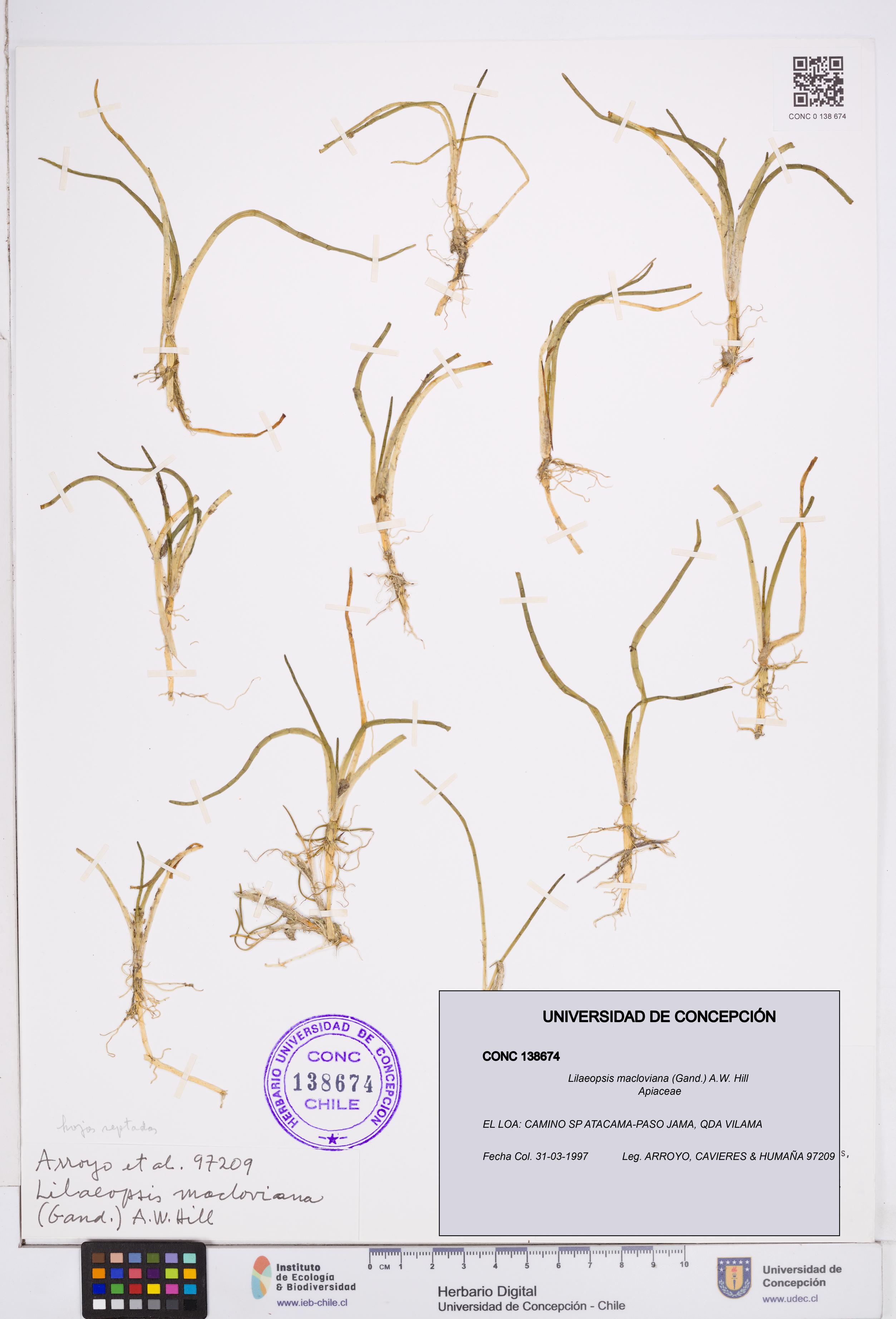 Lilaeopsis macloviana [Espécimen: ]
