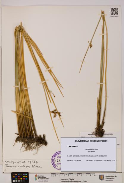 Juncus balticus [Espécimen: UDEC:CONC:0138675]