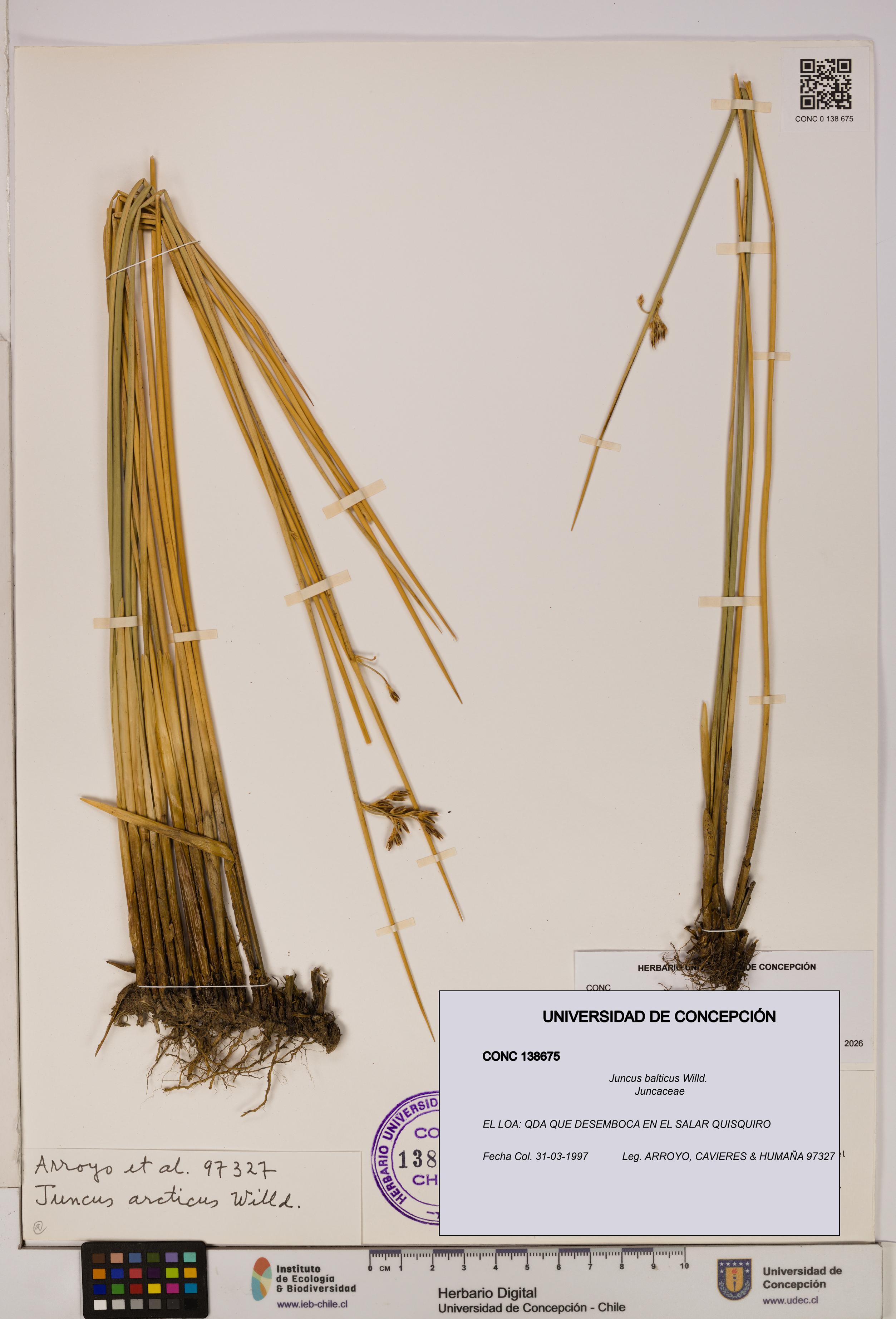 Juncus balticus [Espécimen: UDEC:CONC:0138675]