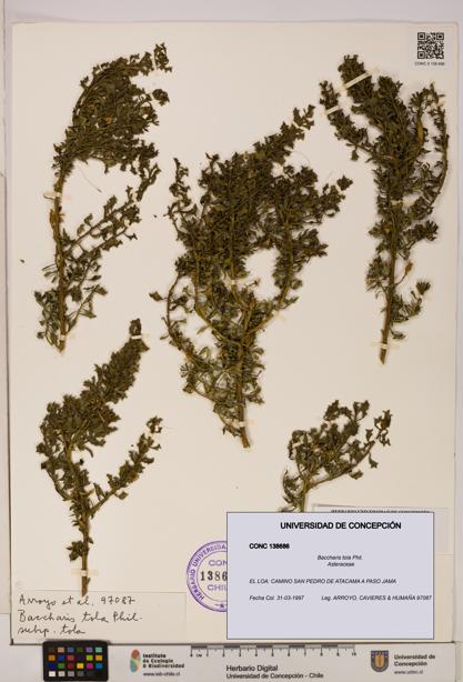 Baccharis tola [Espécimen: UDEC:CONC:0138686]