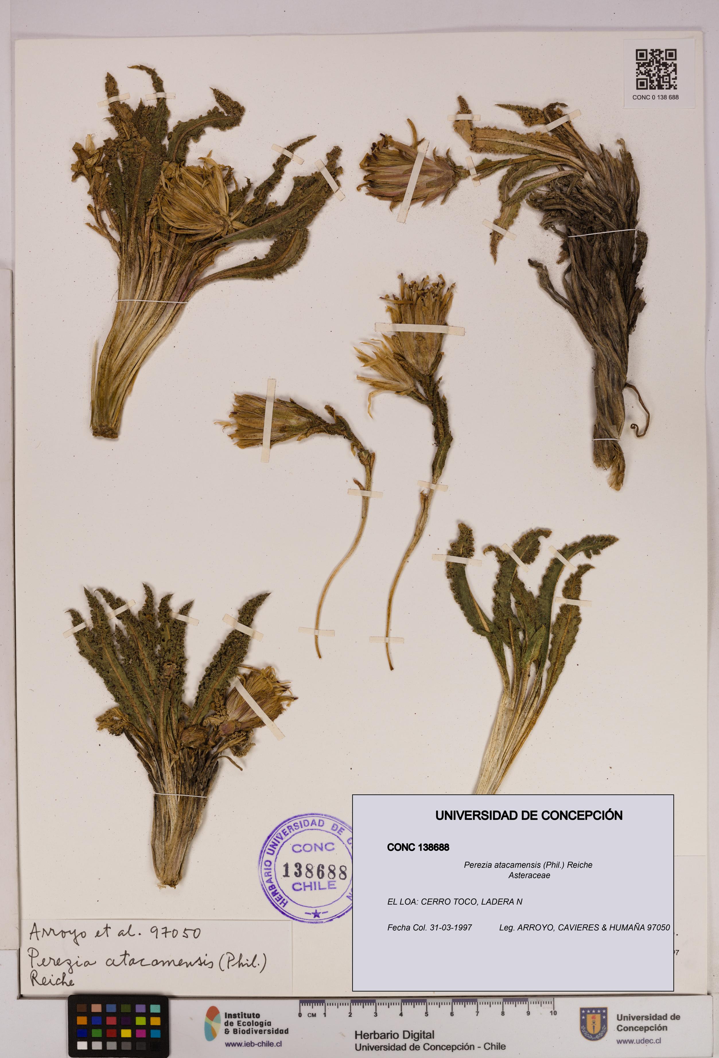 Perezia atacamensis [Espécimen: UDEC:CONC:0138688]