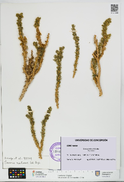 Senecio nutans [Espécimen: UDEC:CONC:0138689]