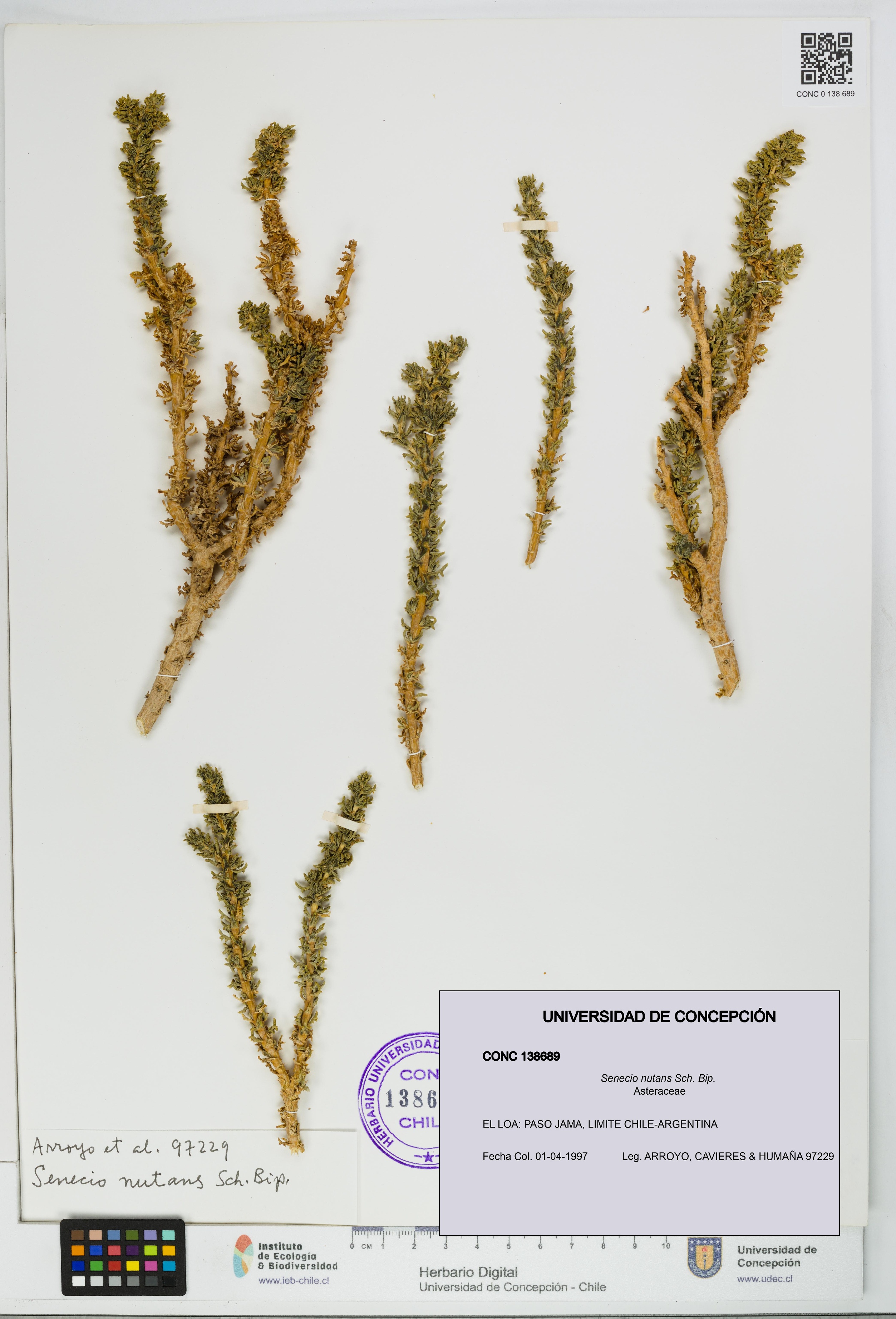 Senecio nutans [Espécimen: UDEC:CONC:0138689]