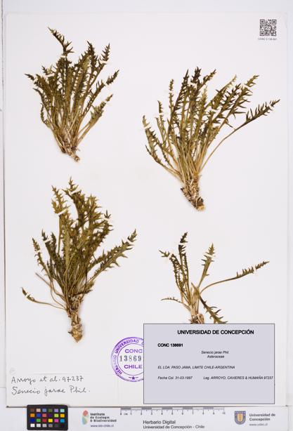 Senecio jarae [Espécimen: ]