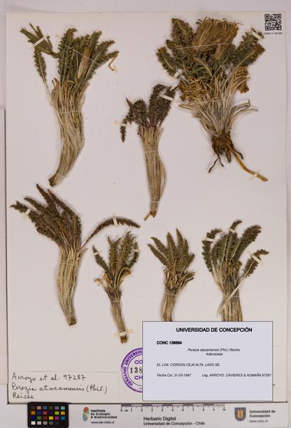 Perezia atacamensis [Espécimen: UDEC:CONC:0138694]