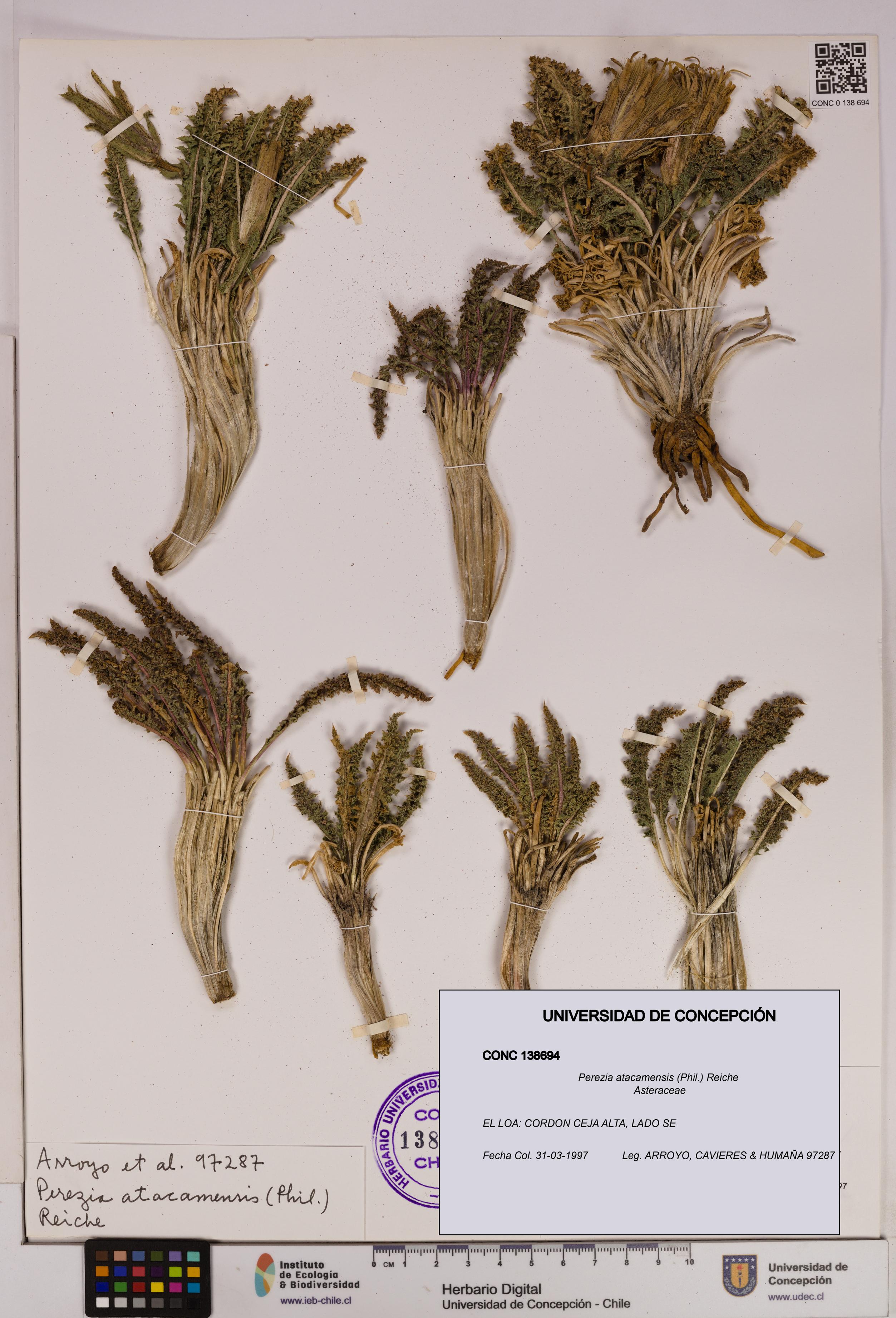Perezia atacamensis [Espécimen: UDEC:CONC:0138694]