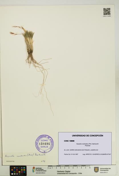 Nassella nardoides [Espécimen: UDEC:CONC:0138696]