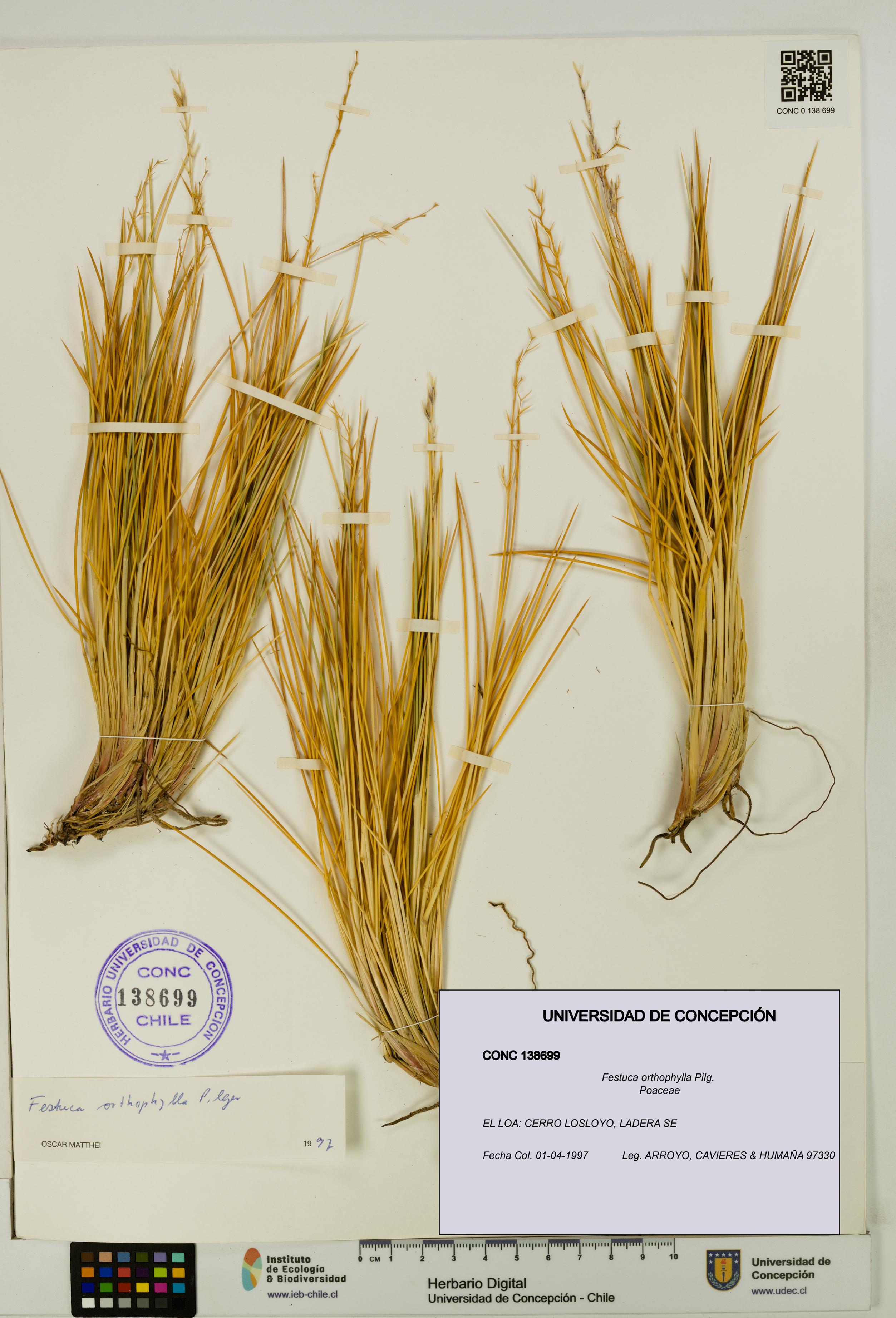 Festuca orthophylla [Espécimen: UDEC:CONC:0138699]