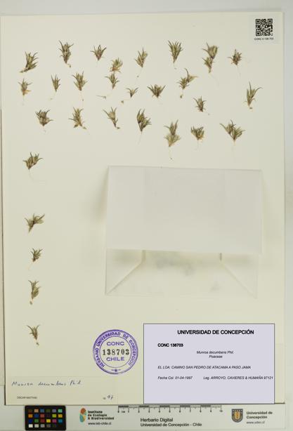 Munroa decumbens [Espécimen: UDEC:CONC:0138703]