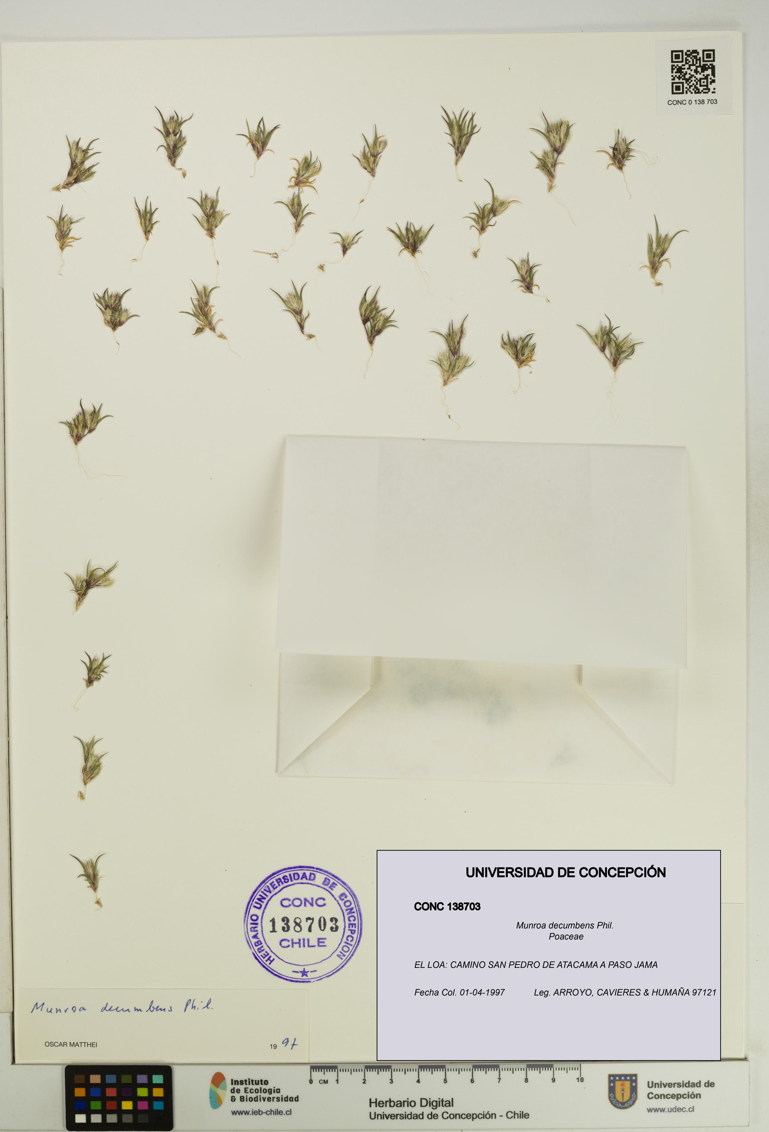 Munroa decumbens [Espécimen: UDEC:CONC:0138703]