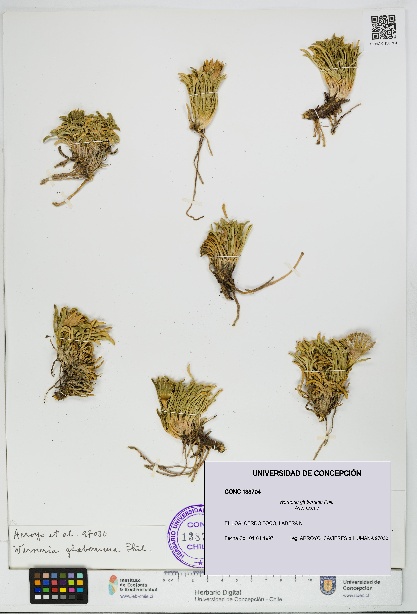 Werneria glaberrima [Espécimen: UDEC:CONC:0138704]