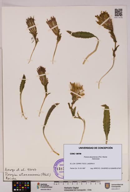 Perezia atacamensis [Espécimen: UDEC:CONC:0138706]