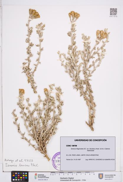 Senecio filaginoides var. lobulatus [Espécimen: ]