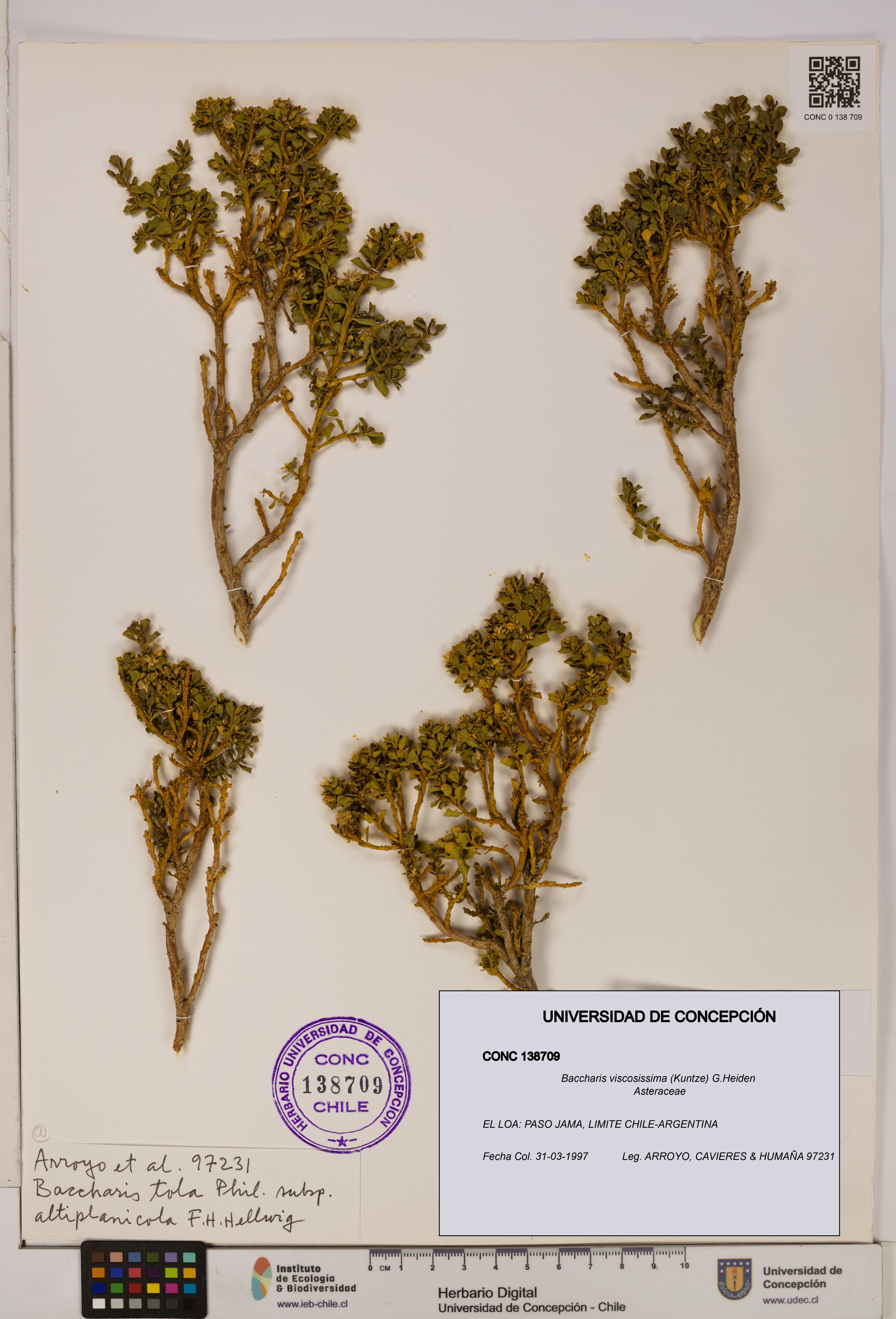 Baccharis tola [Espécimen: UDEC:CONC:0138709]