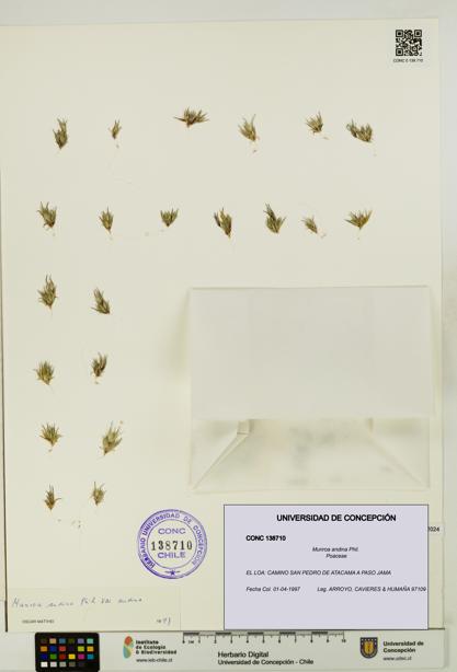 Munroa andina [Espécimen: UDEC:CONC:0138710]
